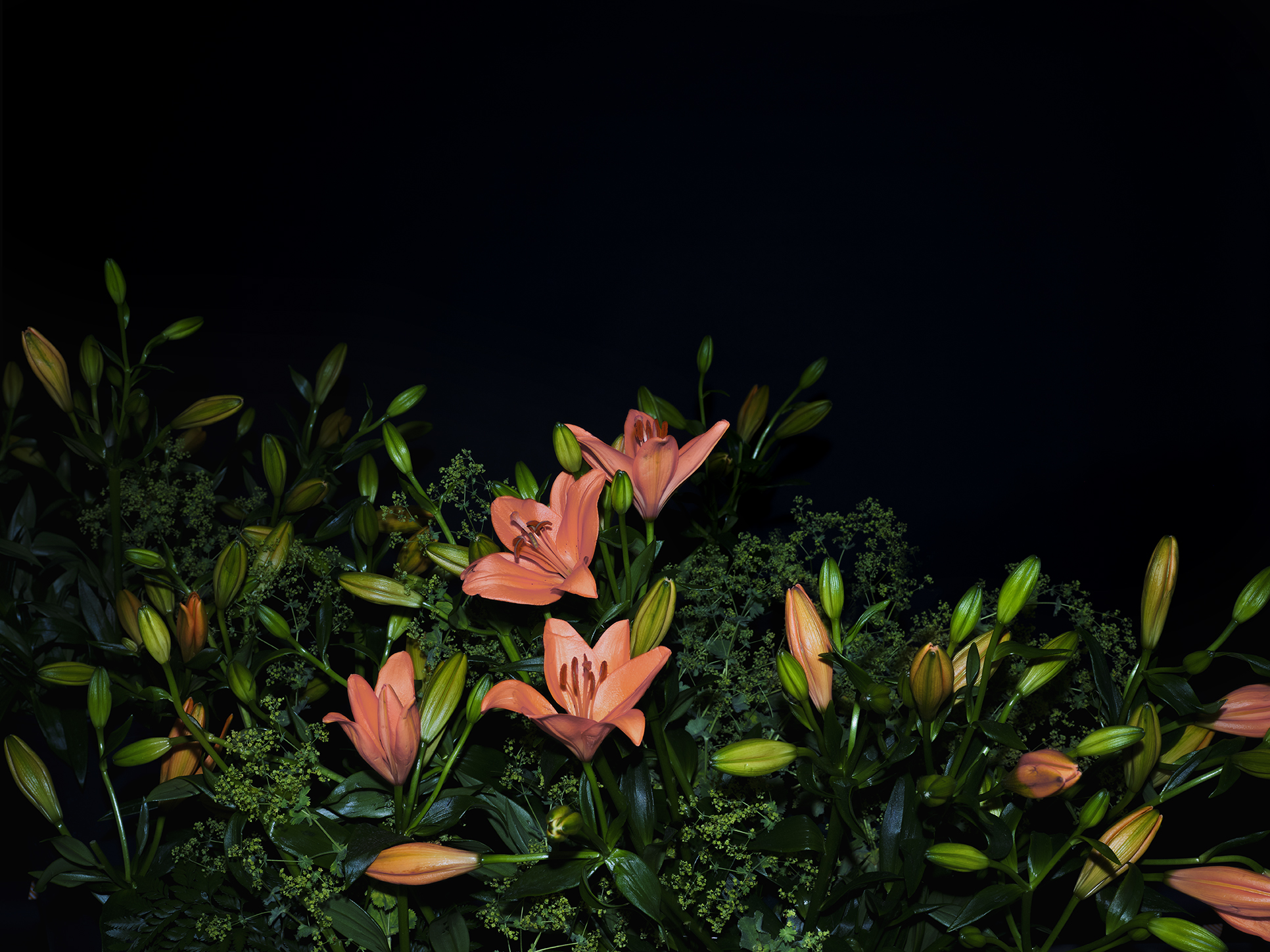 Zara-flores_9754_color_7_B-copia